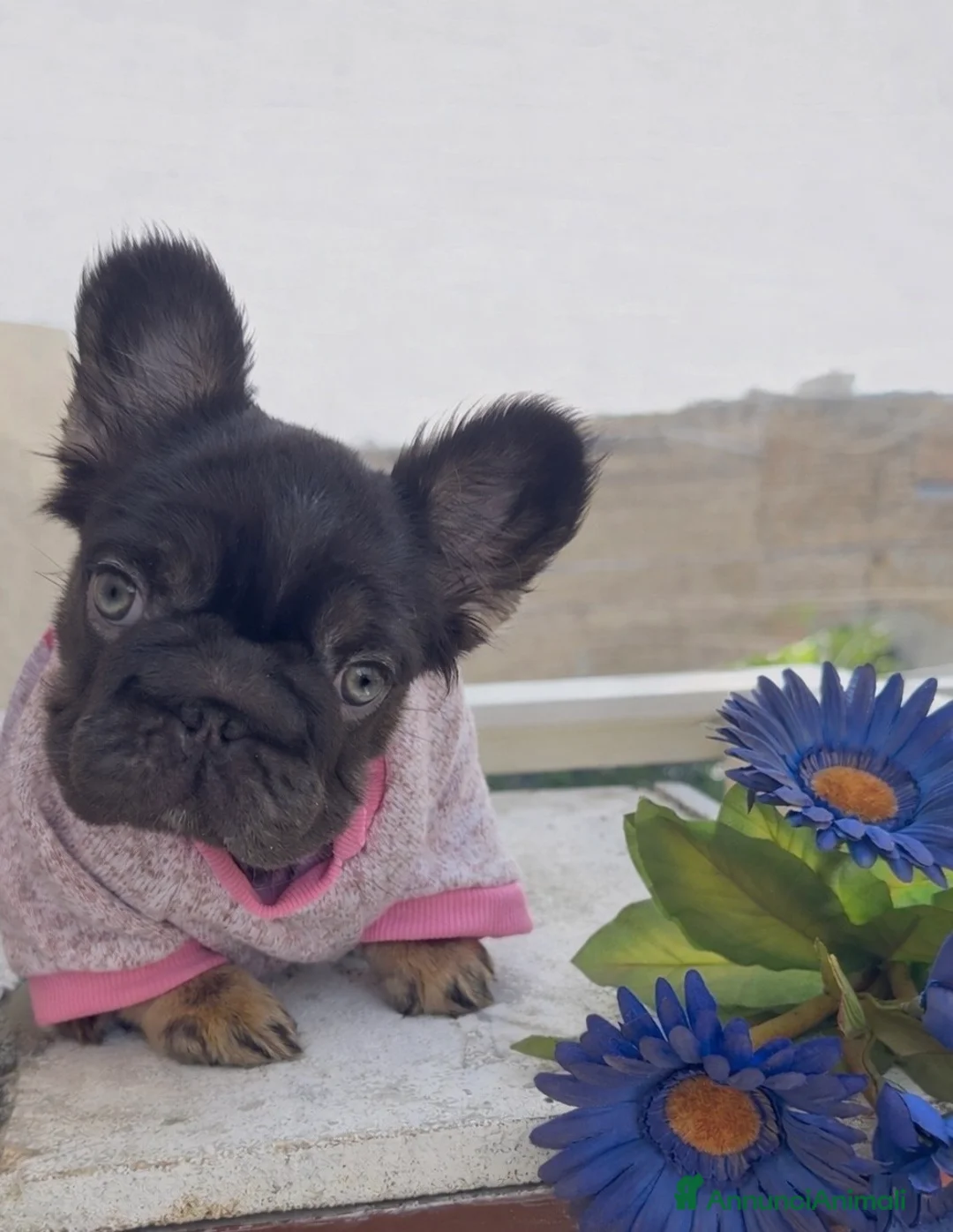 Bulldog Francese cani in vendita: Bulldog francese (fluffy, carrierfluffy, bigrope)  - Annuncio 2