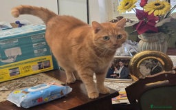 Meticcio gatti in regalo: in cerca famiglia - Immagine 1