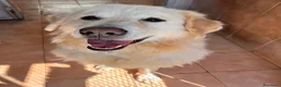 Meticcio cani in regalo: SALOMOME CERCA CASA - Annuncio 6