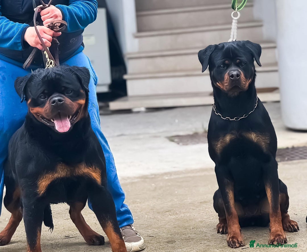Rottweiler cani in vendita: Cuccioli maschi ROTTWEILER  a Metropolitan City of Turin - Immagine 4