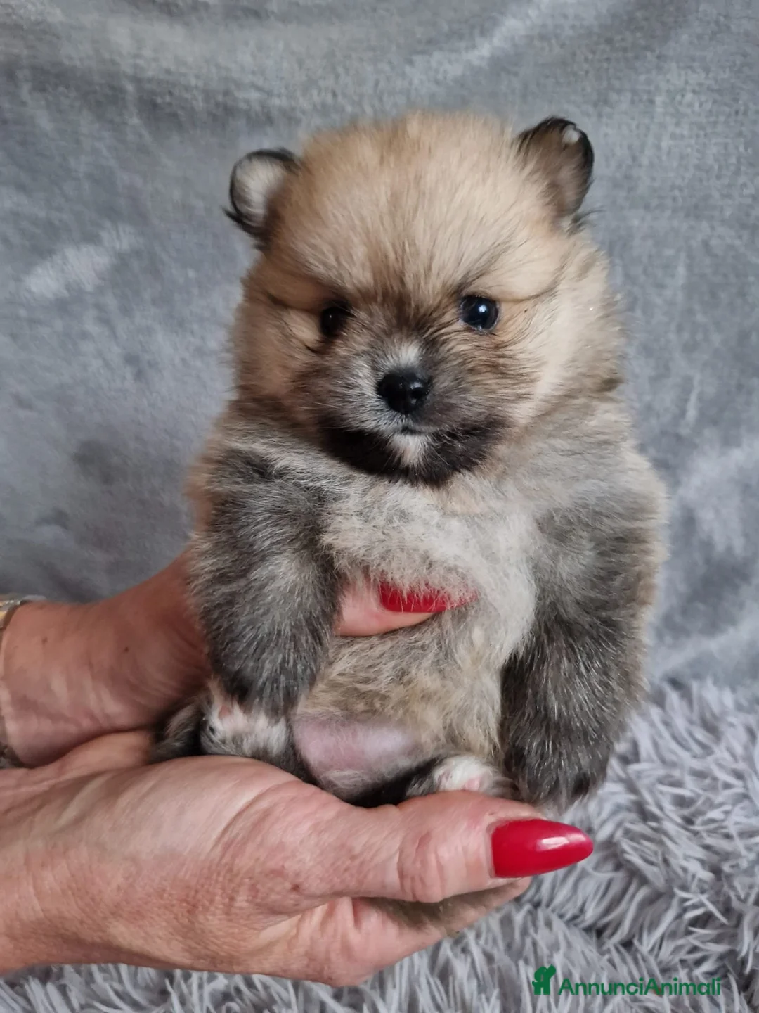 Volpino Pomerania cani in vendita: Orsacchiotto di Pomerania in vendita a Città metropolitana di Milano - Annuncio 5