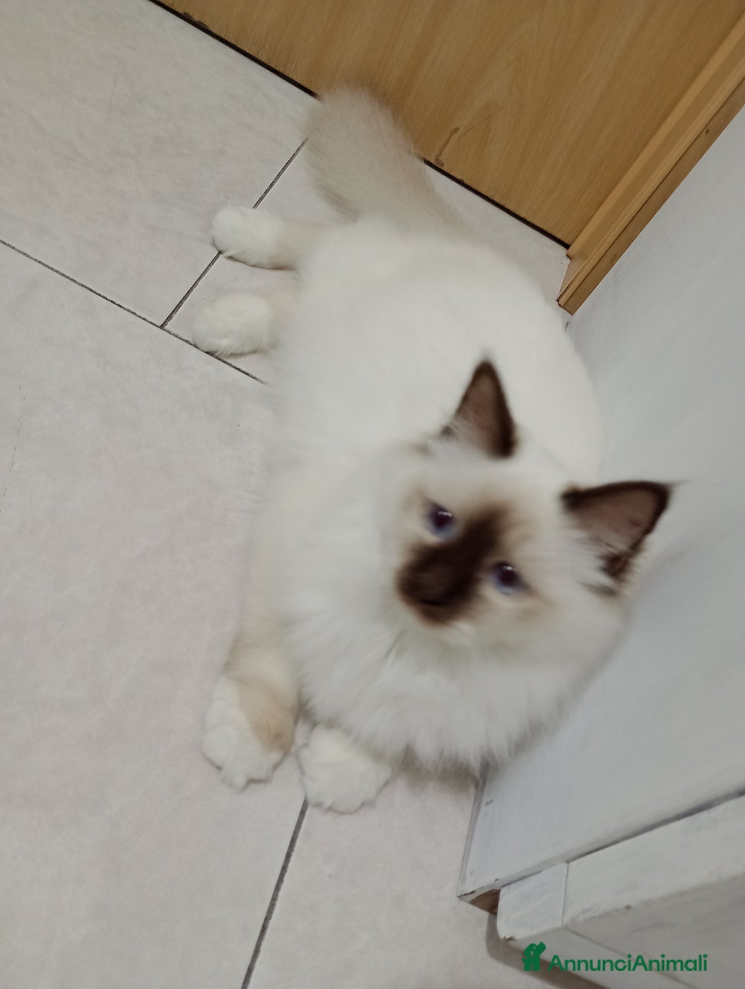 Sacro di Birmania gatti in vendita: Cucciola Sacro dì Birmania  - Annuncio 4