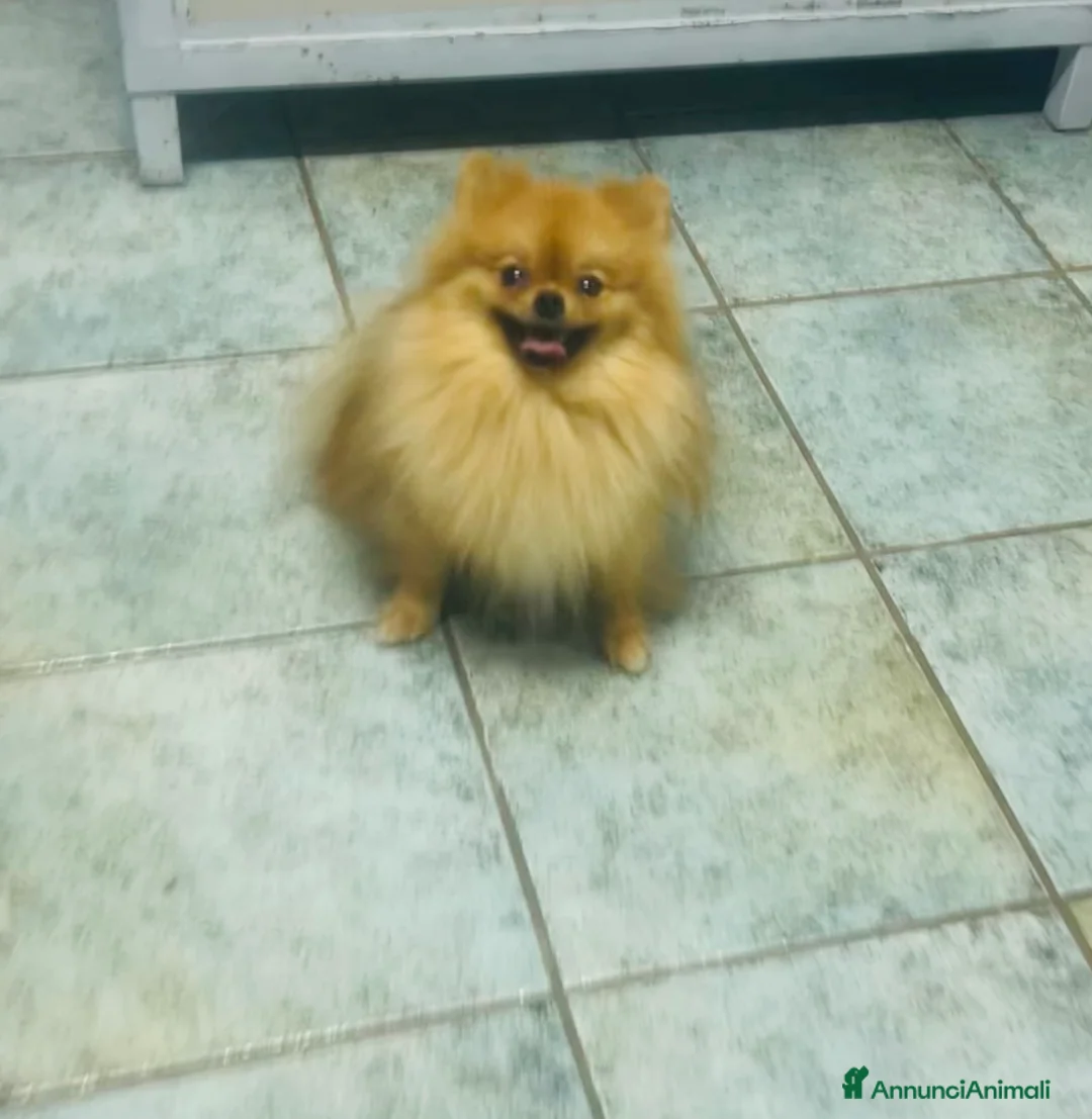 Spitz cani in vendita: SPITZ NANO DI POMERANIA MASCHIETTI  - Annuncio 11