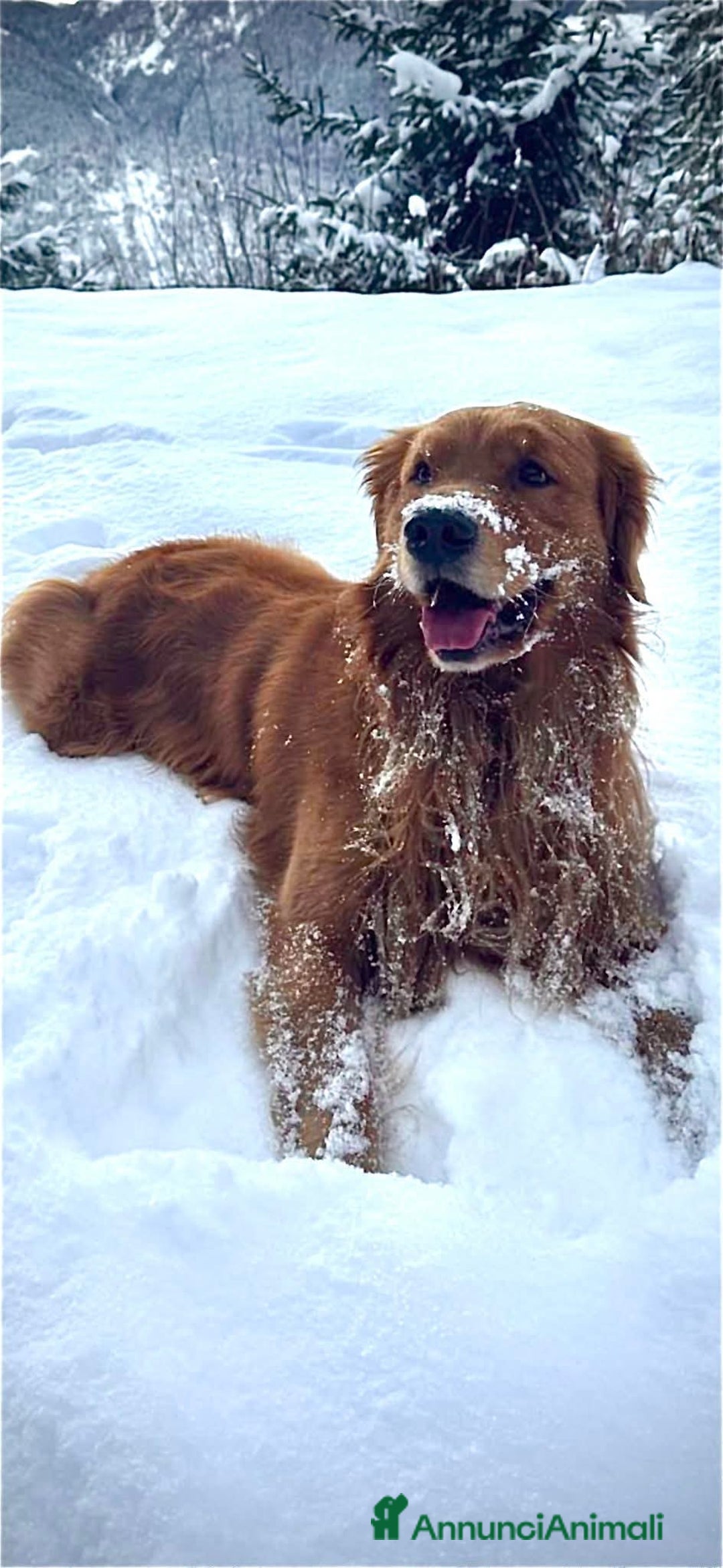 Golden Retriever cani in vendita: Cucciole Golden Retriever 100% americane - Annuncio 8