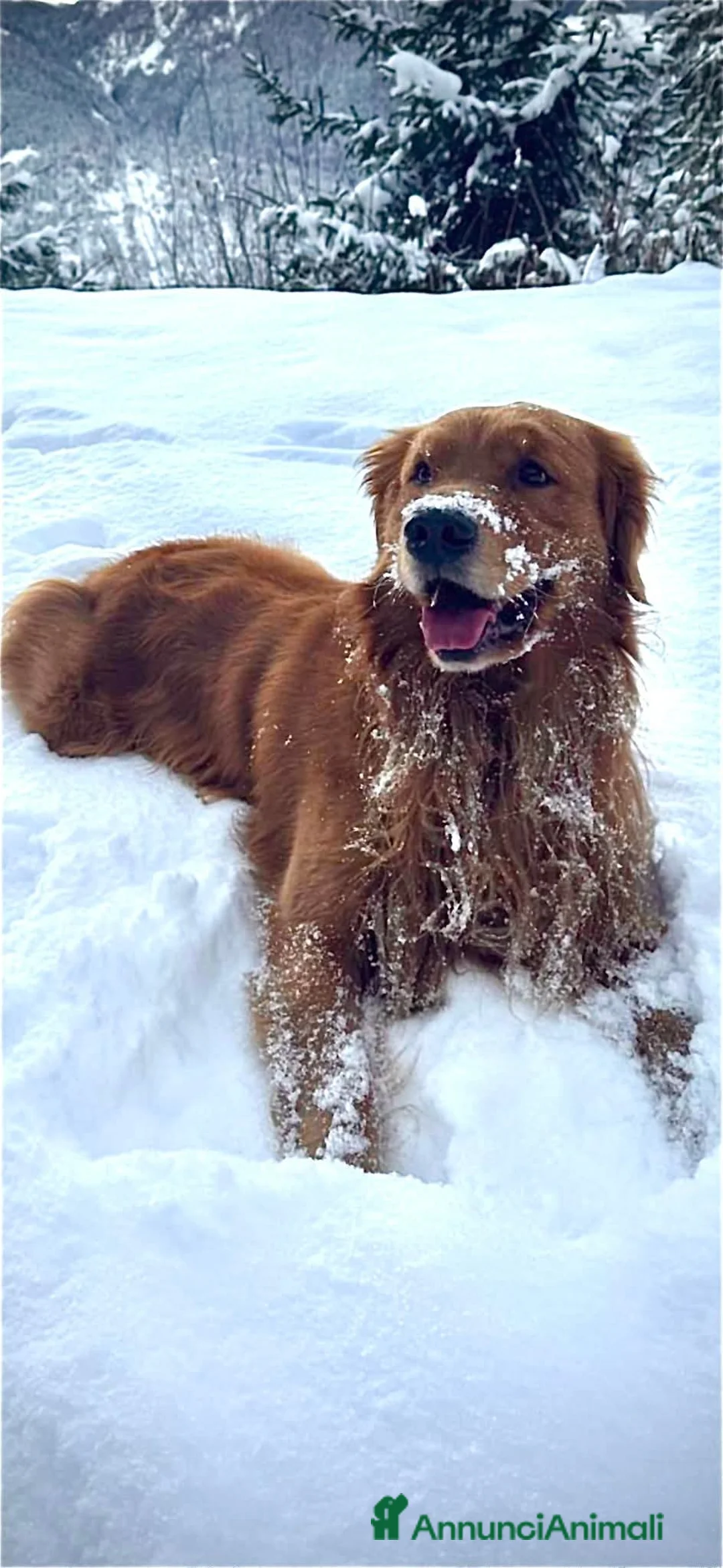 Golden Retriever cani in vendita: Cucciole Golden Retriever 100% americane - Annuncio 8