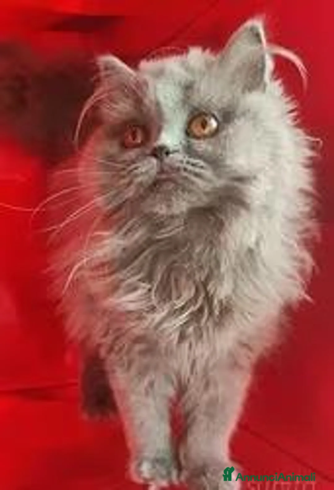 Scottish gatti in vendita: Cuccioli Scottish fold e straight pedigree ENFI - Annuncio 5