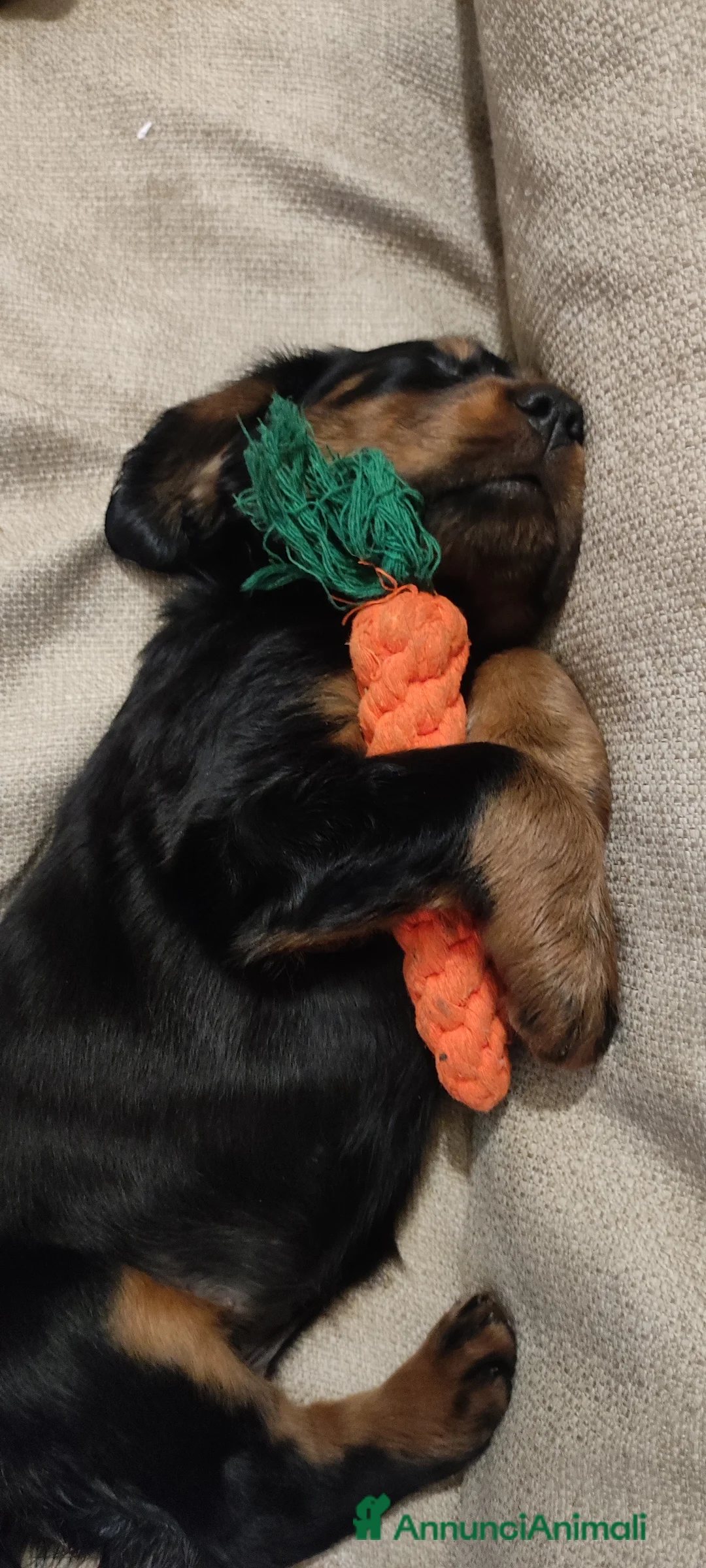 Setter Gordon cani in vendita: Setter Gordon  - Annuncio 4