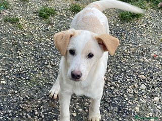 Meticcio cani Adotta Simonetta - Annuncio 25