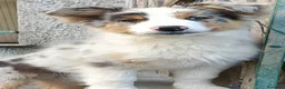 Australian Shepherd cani in vendita: Cuccioli di pastore australiano con pedigree  - Annuncio 6