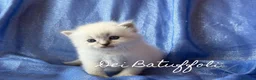 Siberiano gatti in vendita: Cuccioli Gatto Siberiano AFSI WCF, Alta genealogia - Annuncio 9