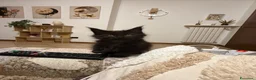 Maine Coon gatti in vendita: Maine coon con pedigree  a Provincia di Lecco - Annuncio 6