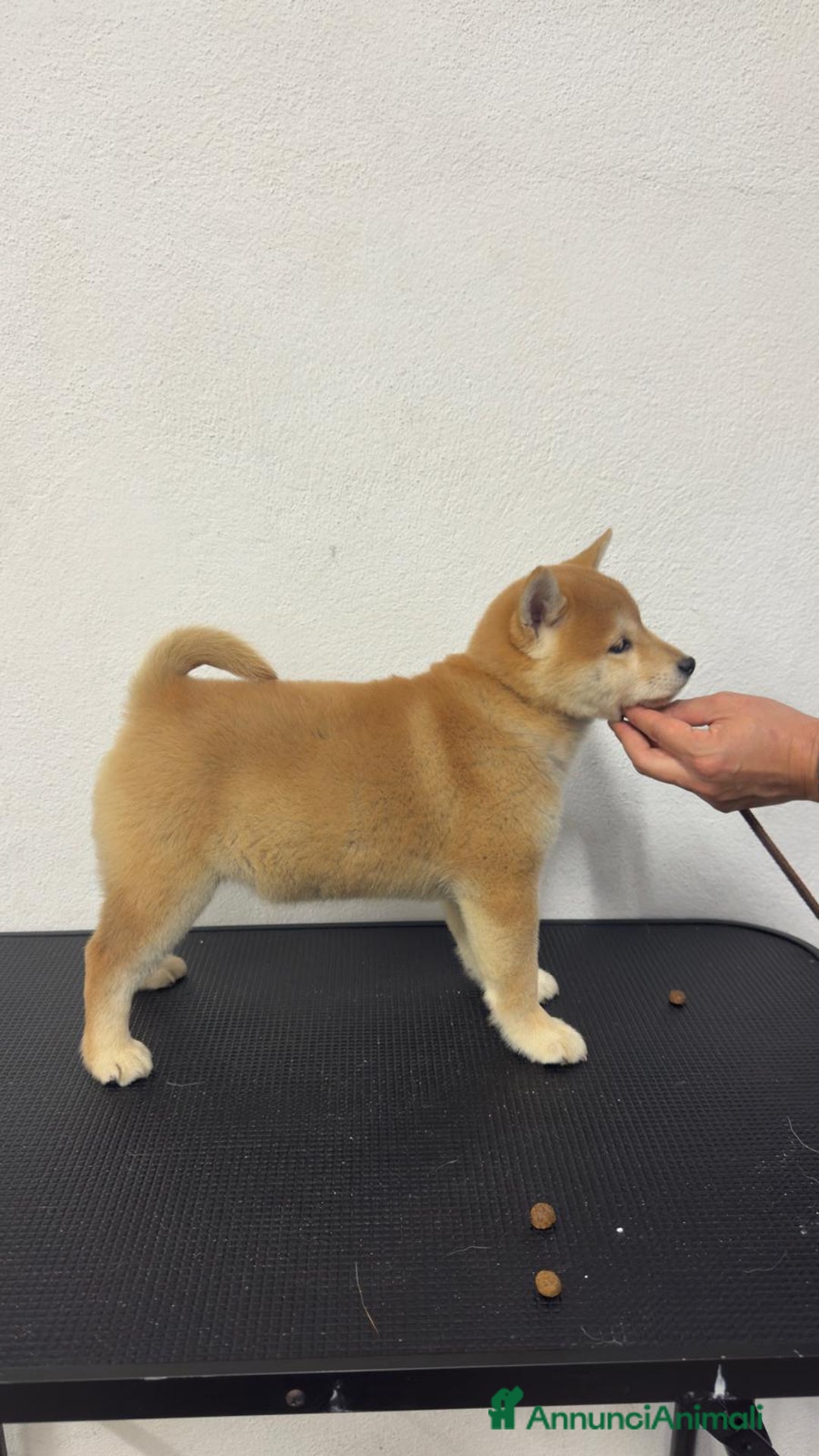 Shiba Inu cani in vendita: Cucciola SHIBA inu rossa - Annuncio 3