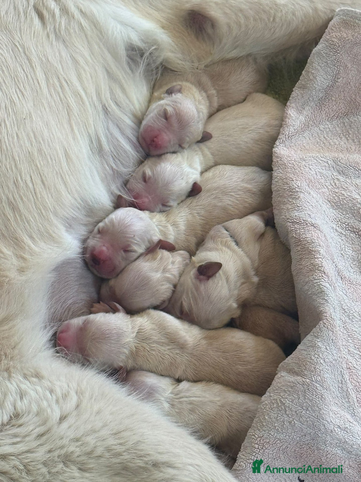 Golden Retriever cani Cuccioli Golden Retriever  - Annuncio 1