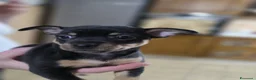 Pinscher Miniatura cani in vendita: Cuccioli in vendita  - Annuncio 5
