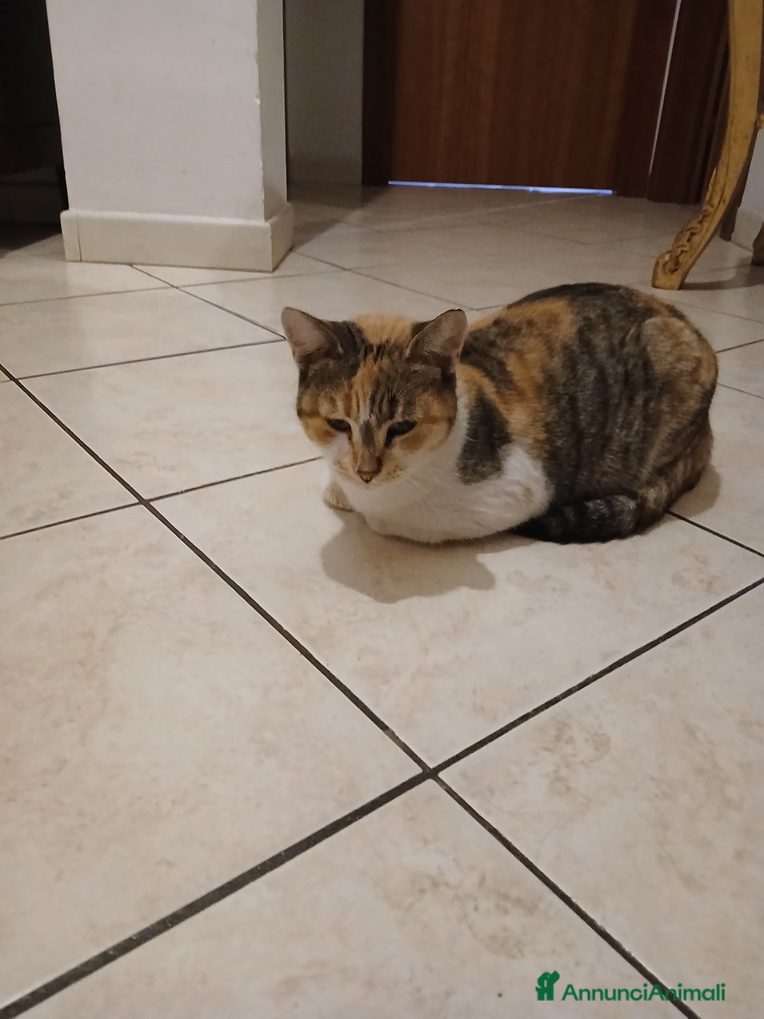 Altre razze gatti in regalo: Gattina in adozione - Annuncio 3