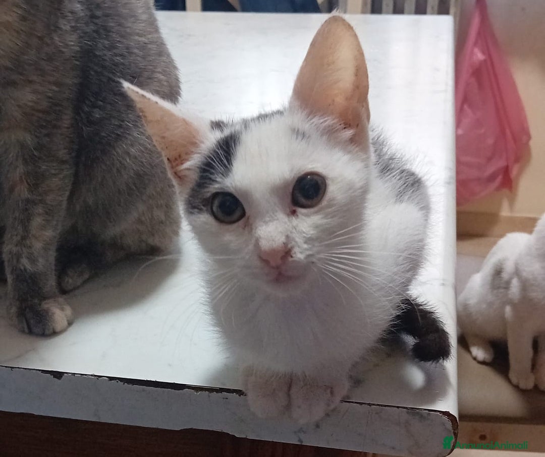 Meticcio gatti in regalo: ADOTTA IL DOLCE BIANCO - Annuncio 1