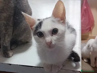 Meticcio gatti ADOTTA IL DOLCE BIANCO - Annuncio 5