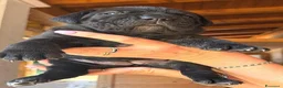 Cane Corso cani in vendita: Cuccioli cane corso alta genealogia - Annuncio 4