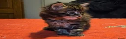 Maine Coon gatti in vendita: Vendo cuccio Maine Coon senza pedigree - Annuncio 5