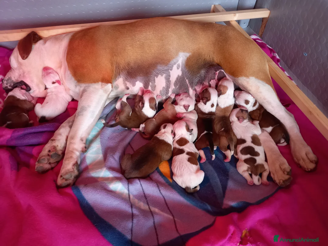 Bulldog cani in vendita: Cucciolo American bulldog  a Provincia di Latina - Annuncio 2