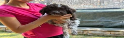 Lagotto cani in vendita: Cuccioli di Lagotto romagnolo - Annuncio 3