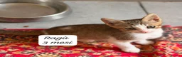 Europeo gatti in regalo: Tanti gattini desiderosi di trovare famiglia  a Provincia di Bergamo - Annuncio 4