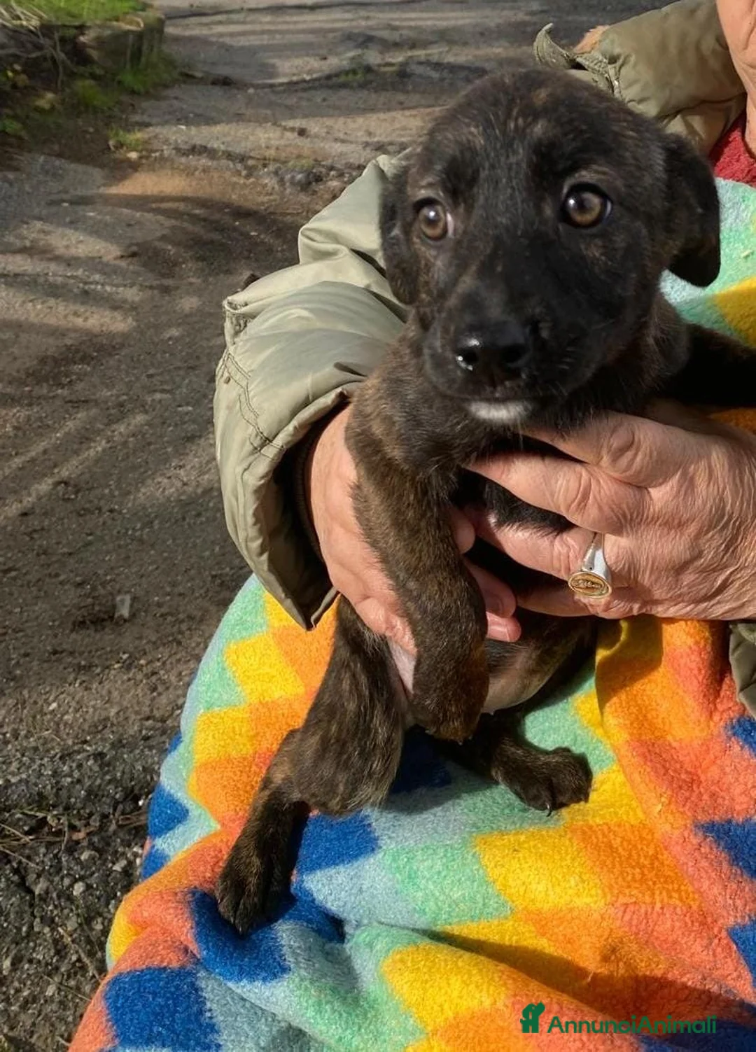 Meticcio cani in regalo: MARGOT 🩷 - cucciola, come si fa a non amarla 🥺 - Annuncio 11