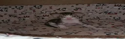 Sphynx gatti in vendita: Femminuccia sphynx donskoy  - Annuncio 4