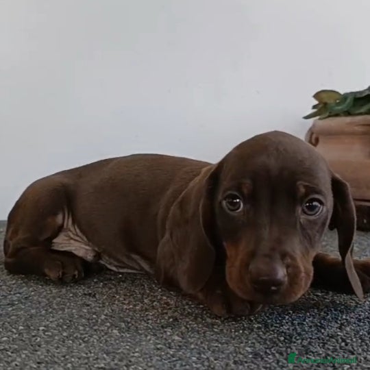 Bassotto cani Cucciolo di bassotto maschio con Pedigree.  - Annuncio 5