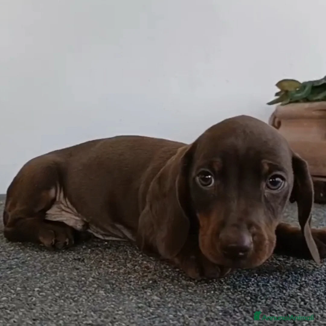 Bassotto cani in vendita: Cucciolo di bassotto maschio con Pedigree.  - Annuncio 2