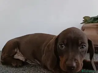 Bassotto cani Cucciolo di bassotto maschio con Pedigree. - Annuncio 5