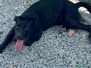 Meticcio cani Un amore, dolcissima! bellissima! 3 anni 2 anni - Annuncio 4