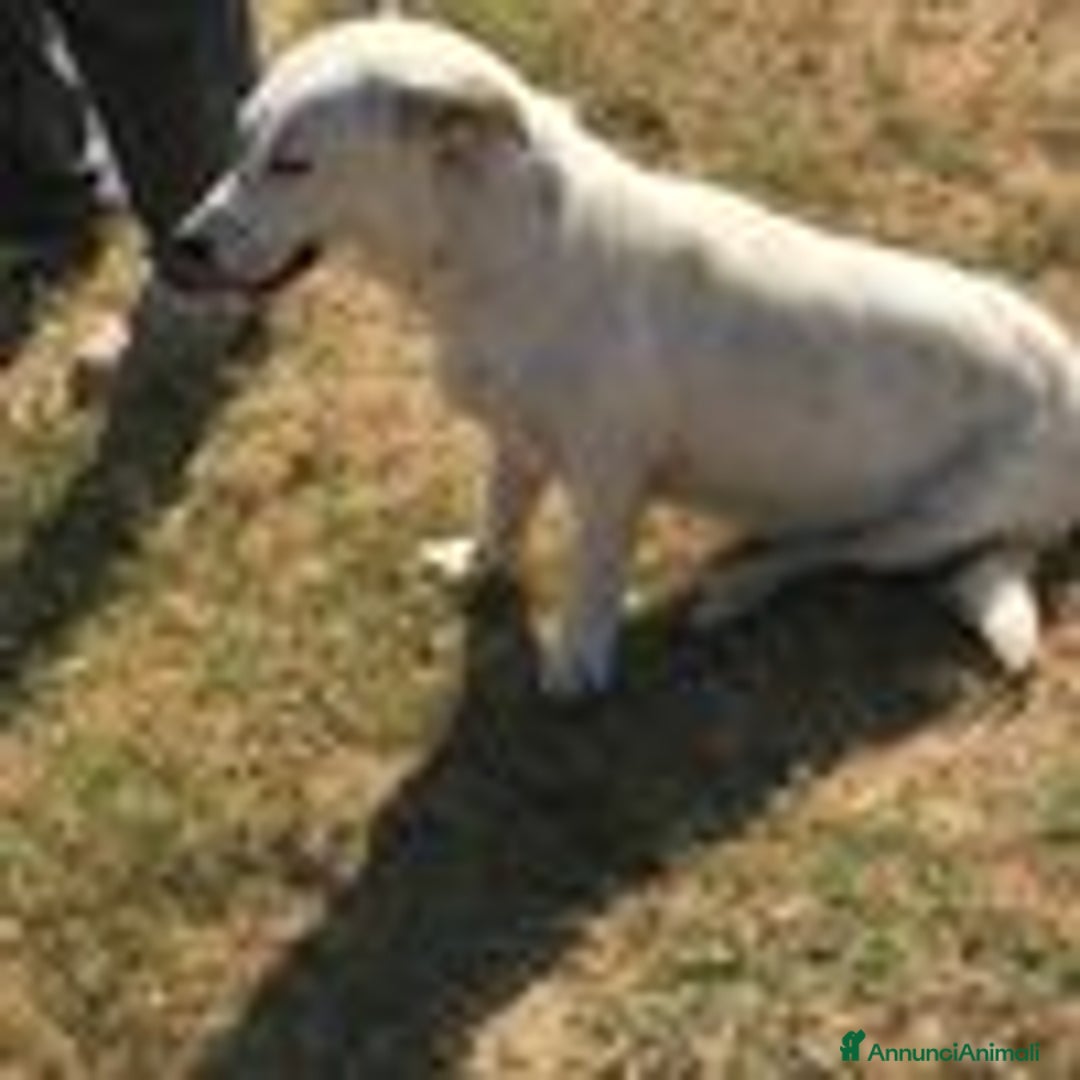 Bassotto cani in regalo: Lisa, piccola e dolce simil bassotta a Provincia di Latina - Annuncio 4