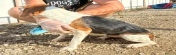 Beagle cani in regalo: Jill, dolcissima Beagle a Città Metropolitana di Firenze - Annuncio 5