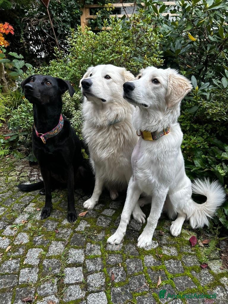 Meticcio cani Paula: cucciolona socievole equilibrata  - Annuncio 2