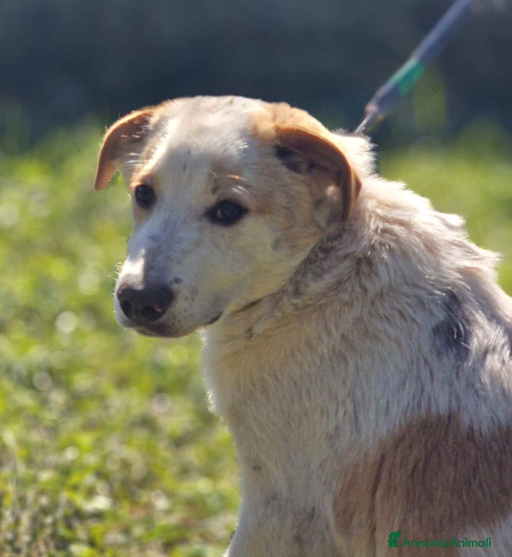 Meticcio cani COOCKIE ASPETTA UNA MAMMA - Annuncio 32