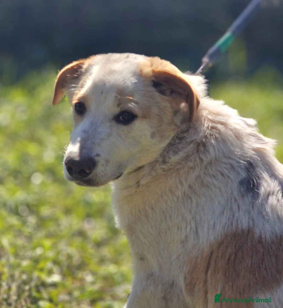 Meticcio cani in regalo: COOCKIE ASPETTA UNA MAMMA - Annuncio 1