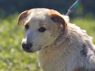 Meticcio cani COOCKIE ASPETTA UNA MAMMA - Annuncio 32