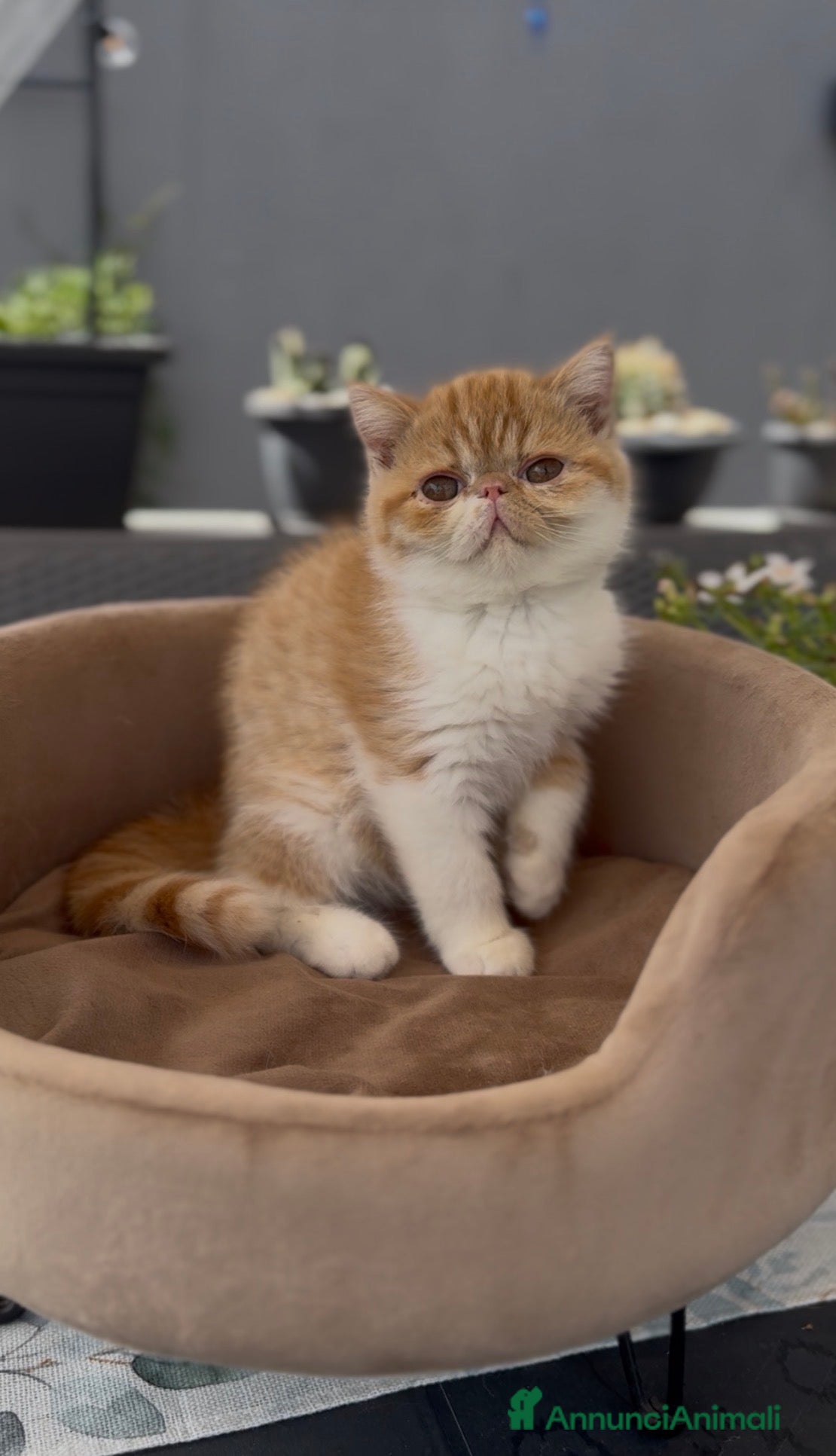 Exotic Shorthair gatti Gatti Persiani e Exotic tutta Italia  - Annuncio 1