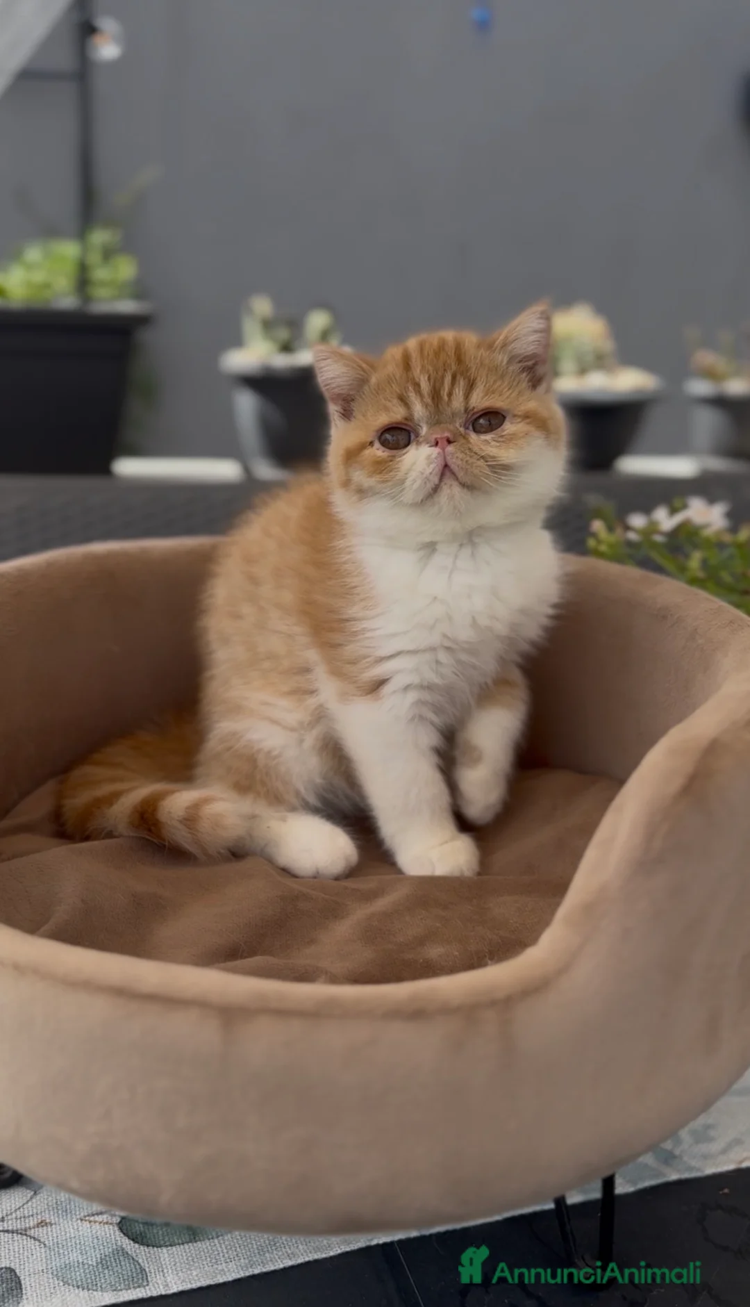 Exotic Shorthair gatti in vendita: Gatti Persiani e Exotic tutta Italia  a Città Metropolitana di Genova - Annuncio 1