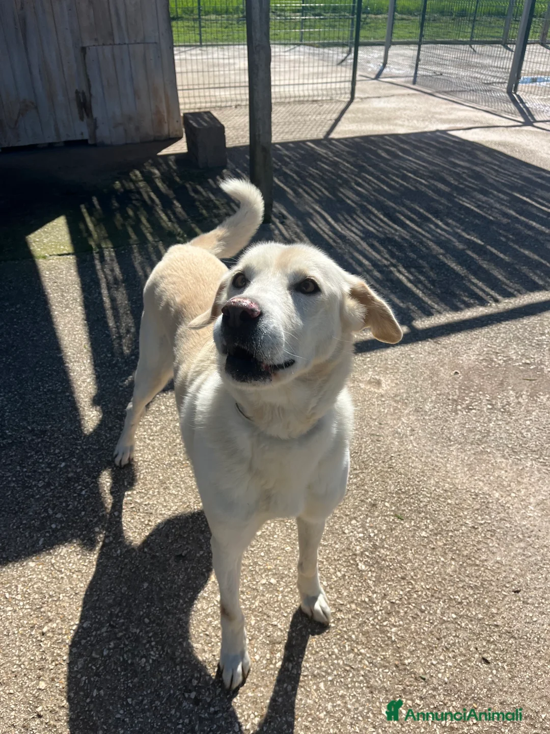 Meticcio cani in regalo: Adozione del cuore per stella. - Annuncio 2