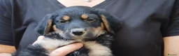 Meticcio cani in regalo: IL DOLCISSIMO MAIKO TI STA ASPETTANDO, IN ADOZIONE - Annuncio 2