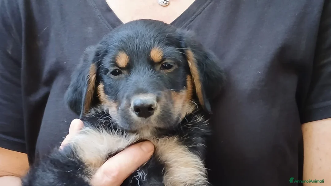 Meticcio cani in regalo: IL DOLCISSIMO MAIKO TI STA ASPETTANDO, IN ADOZIONE - Annuncio 2