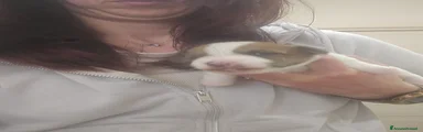 Jack Russell Cucciolo 1