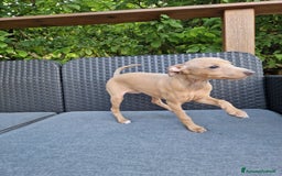 Levriero cani in vendita: Piccolo levriero italiano  a Provincia di Prato - Immagine 6