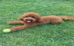 Barboncino cani per accoppiamento: Barboncino nano fulvo a Città metropolitana di Roma Capitale - Immagine 3