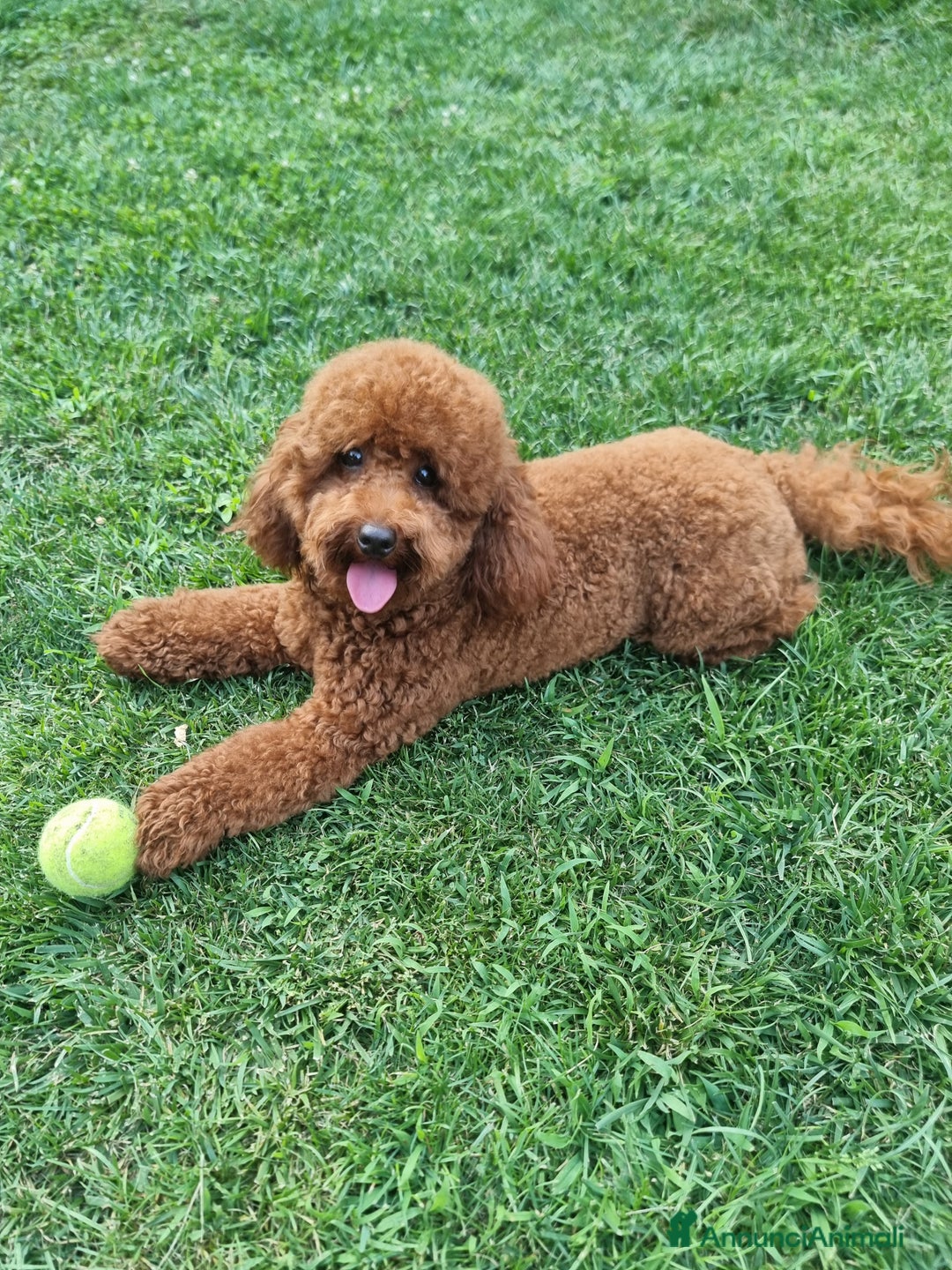 Barboncino cani per accoppiamento: Barboncino nano fulvo a Città metropolitana di Roma Capitale - Immagine 3