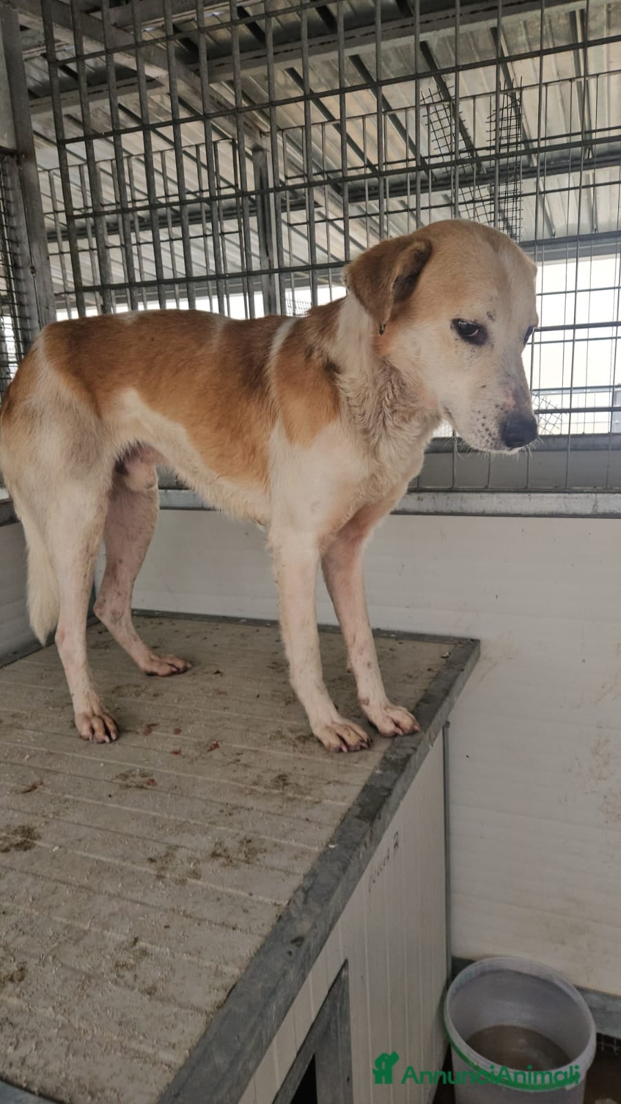 Meticcio cani Gerry: equilibrato, docile, socievole  - Annuncio 1