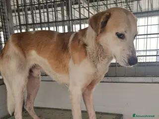 Meticcio cani Gerry: equilibrato, docile, socievole - Annuncio 32