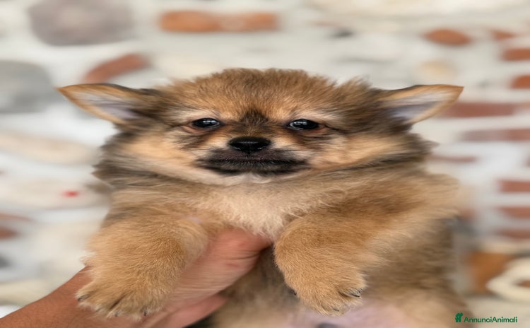 Volpino Pomerania cani a Provincia di Vicenza - Annuncio 1
